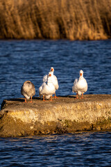 Poster - Vertical shot of some geese on a huge rock in the middle of the lake.