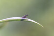 Closeup of a White-legged damselfly
