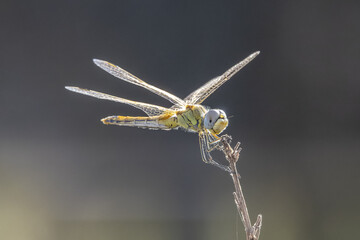 Sticker - Closeup of a Vagrant darter