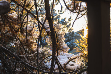 Canvas Print - Beautiful shot of branches of a fir tree under the snow