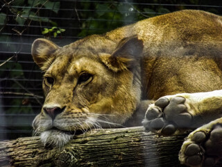 Sticker - Closeup of an Asiatic lion lying on tree logs in a zoo with a blurry background