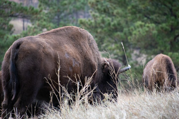 Poster - Closeup shot of a bull grazing in a field