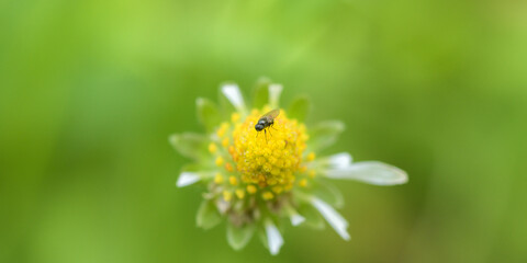 Poster - Closeup shot of a bee on a strawberry flower