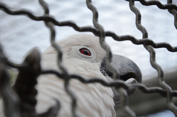 Poster - Cute salmon-crested cockatoo (white parrot) looking through the fence