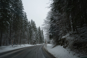 Poster - View of a snowy road with fir trees full of snow all along the road