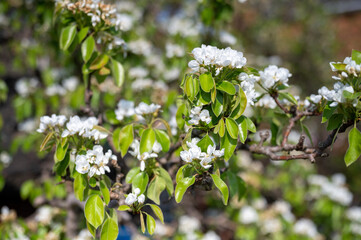 Canvas Print - Shallow focus selective view of European pear flowers in the garden on a sunny day