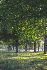 Sticker - Beautiful view of trees with green leaves in the park on a sunny day