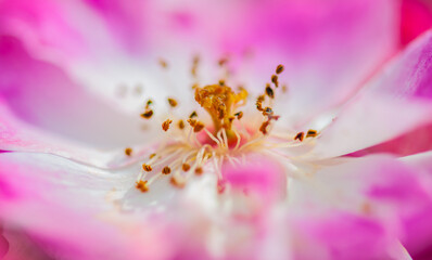 Sticker - Selective focus shot of a pink flower captured at a local park in Southampton, UK