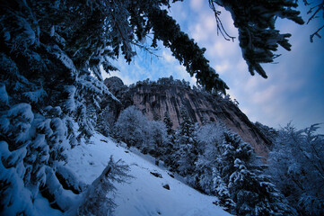 Canvas Print - Low angle shot of trees covered with snow on a snowy forest and rock mountain against a blue sky