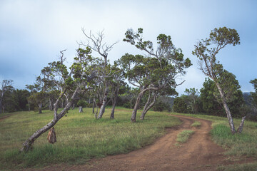 Wall Mural - Road in a green forest in the morning