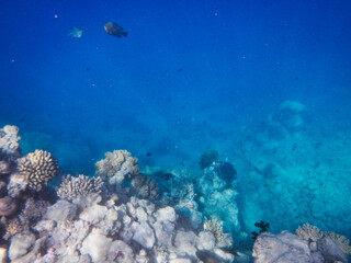 Wall Mural - Mesmerizing shot of the world under the ocean