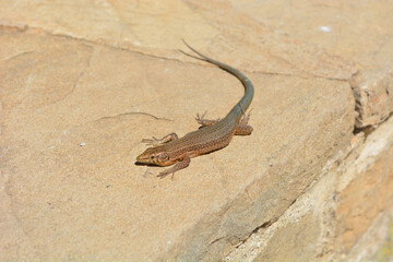 Wall Mural - Big green lizard on the rock on a sunny day in summer