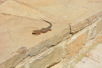 Sticker - Big green lizard on the rock on a sunny day in summer