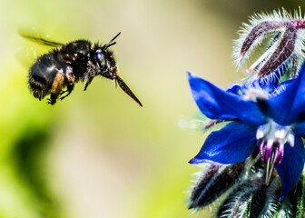 Canvas Print - Close-up shot of a bee approaching a flower to pollinate on a blurred background in the garden