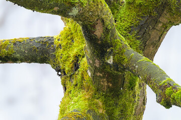 Wall Mural - closeup shot of a tree covered with moss