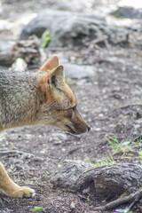 Poster - Lurking golden jackal in its natural habitat