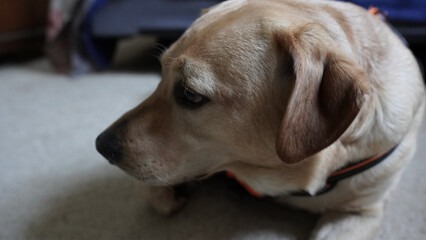 Canvas Print - Closeup of a cute Labrador puppy profile lying on the floor