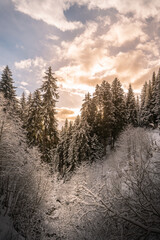 Sticker - Chilling view of a winter forest in Grisons, Switzerland