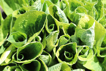 Canvas Print - Green Hosta in the garden