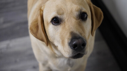 Wall Mural - Closeup of an adorable Labrador looking up at the camera