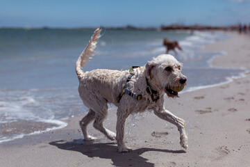 Wall Mural - White dog on the beach