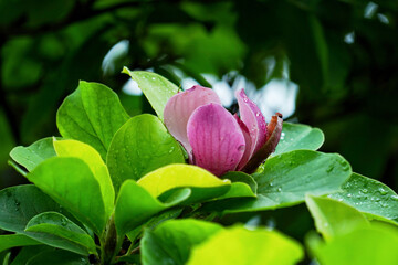 Wall Mural - Closeup of a beautiful pink lotus flower opening-up in the pond