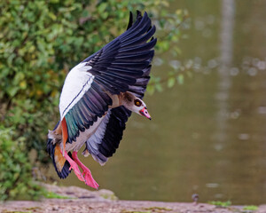 Sticker - Beautiful Egyptian goose landing