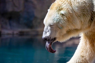 Poster - Closeup shot of a white bear showing his tongue