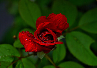 Sticker - Top view of a beautiful red rugosa rose with water drops on the petals against green leaves