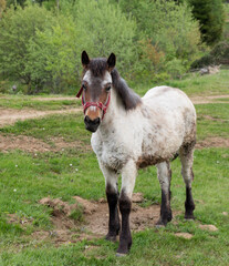 Poster - White horse in the field