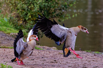 Sticker - Beautiful Egyptian geese landing