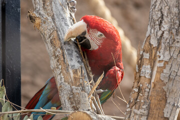 Poster - Closeup shot of a parrot on a tree