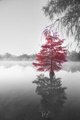 Wall Mural - Vertical shot of a red tree on dark lake