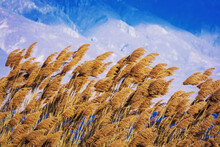 Closeup Of A Wind Blowing Yellow Grass With Blue Sky And White Clouds On The Background