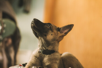 Poster - Selective focus of a young German Shepherd lying inside a house