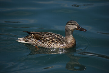 Sticker - Mallard at Scissortail Park in Oklahoma City