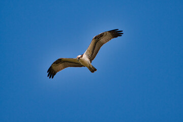 Poster - Beautiful low angle shot of an osprey bird flying against a blue sky on a sunny day