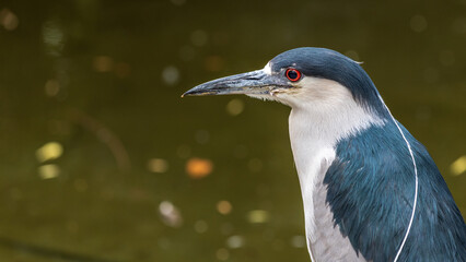 Canvas Print - Closeup shot of a common night heron