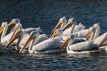 Group Of Pelicans Swimming In The Lake