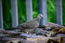 Closeup Of Spotted Dove On A Metal Surface