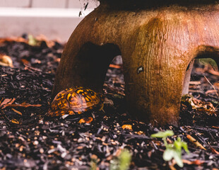 Wall Mural - Small tortoise crawling on the ground