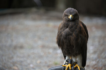 Sticker - Closeup of Harris's hawk perched on metal in a field with a blurry background