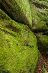 Poster - Vertical shot of green mossy rocks in a forest in Virginia