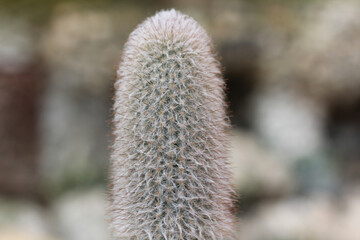 Sticker - Closeup shot of cactus plant against a blurred background