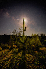 Poster - Closeup of a cactus with moonlight