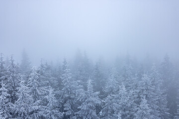 Poster - View of the dense forest with firs and pines covered with snow in the cold winter