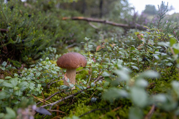 Canvas Print - Closeup of a wild mushroom surrounded by greenery in a forest