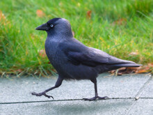 Side View Of A Beautiful Western Jackdaw Bird Walking In The Ground