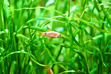 Wall Mural - Closeup of a small fish swimming under the water