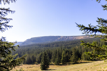 Sticker - Aerial shot of hills covered in pine forests under blue sky